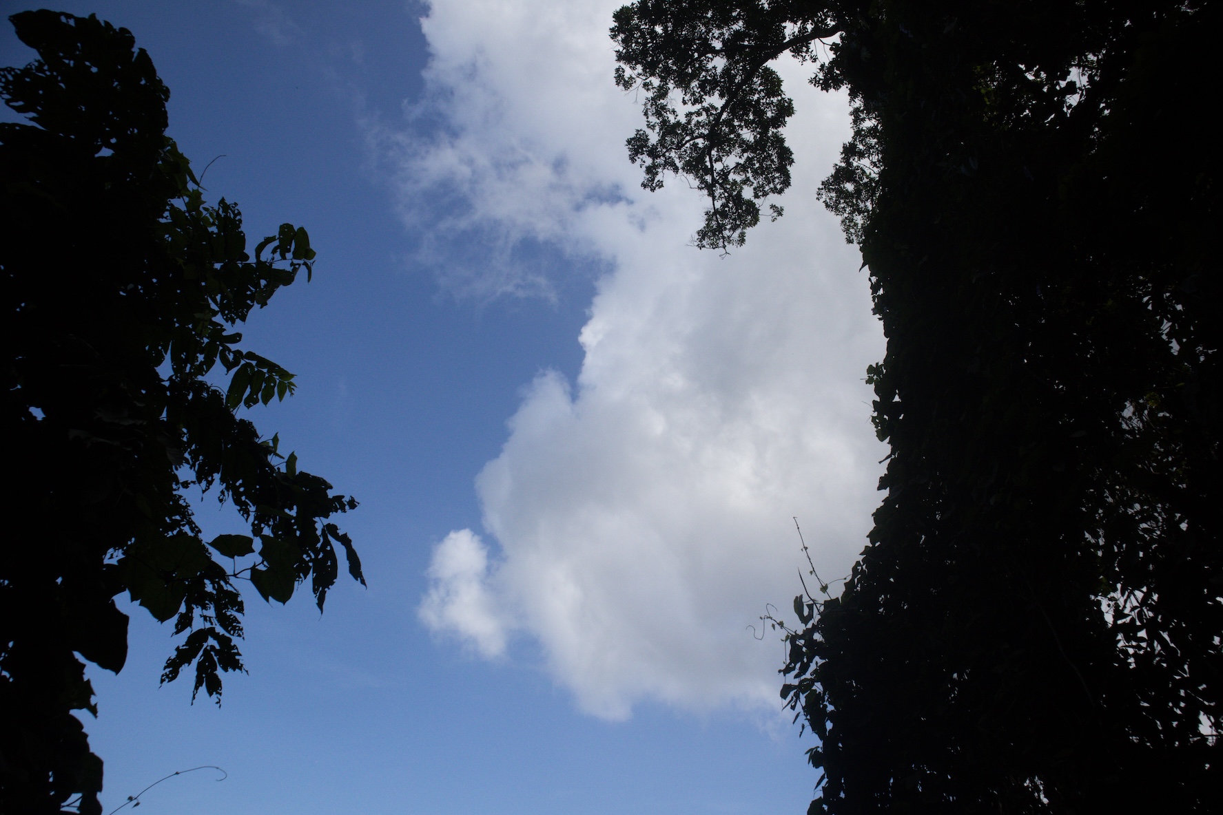 Clouds over trees