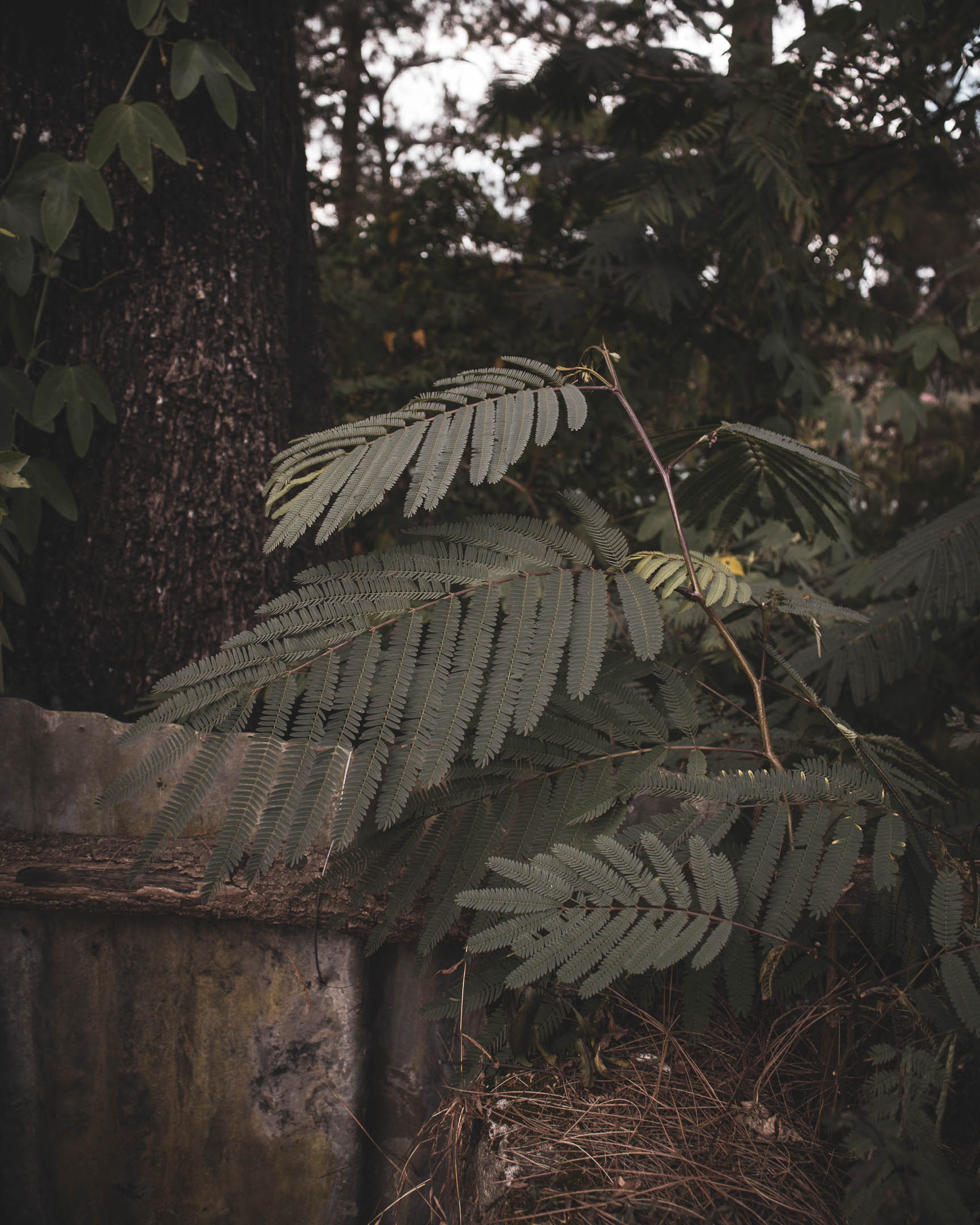 Fern leaves