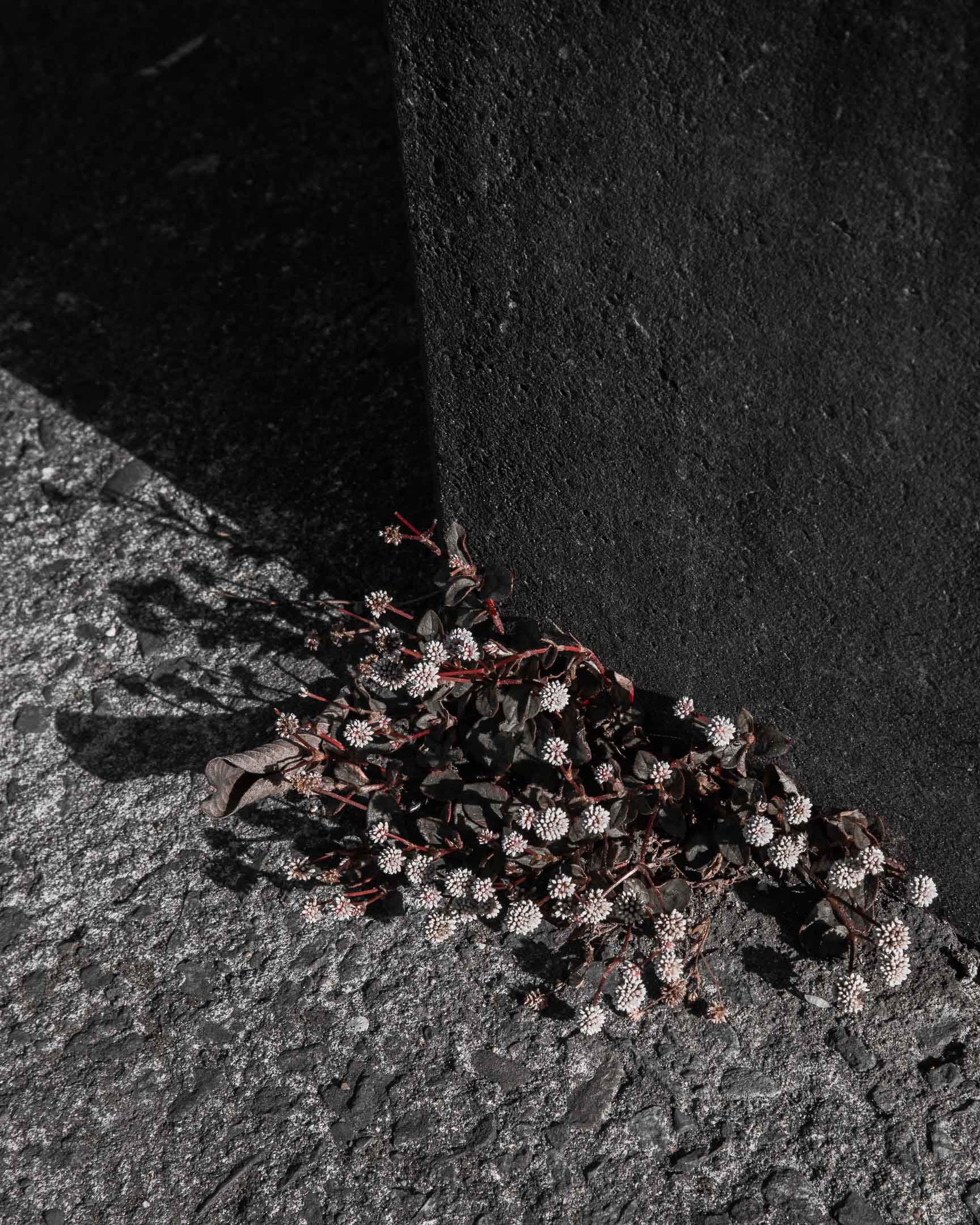 Flower buds growing out of concrete