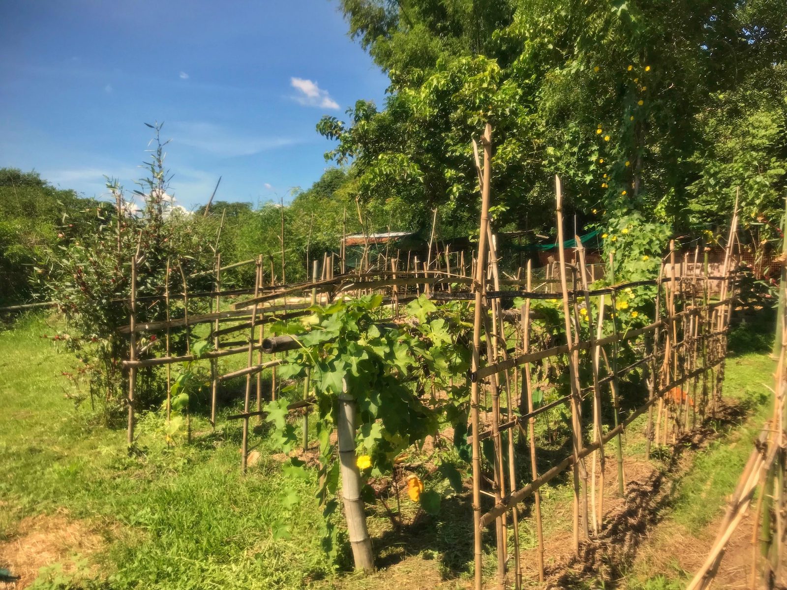 HEAL vegetable trellises