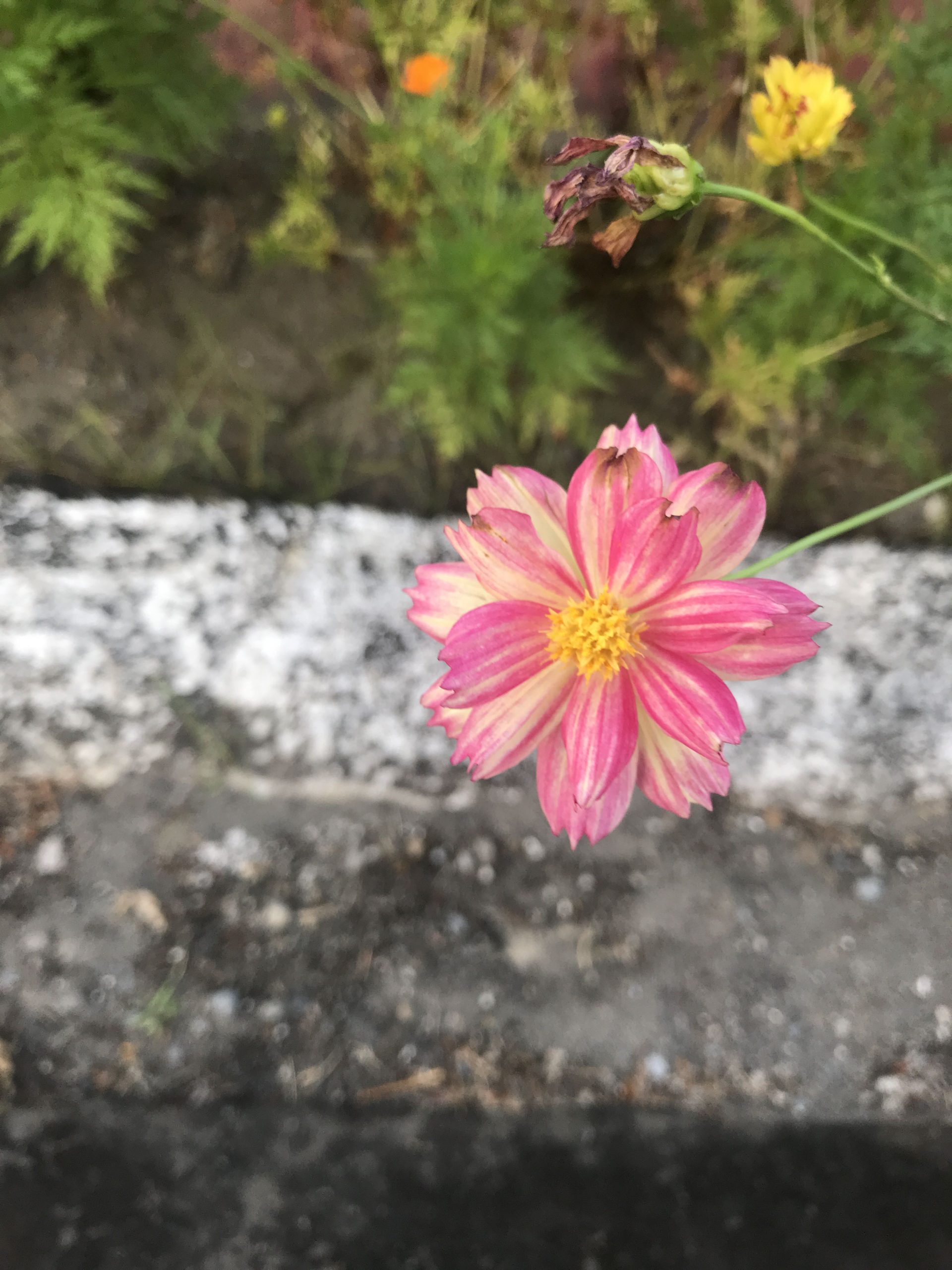 Pink cosmos