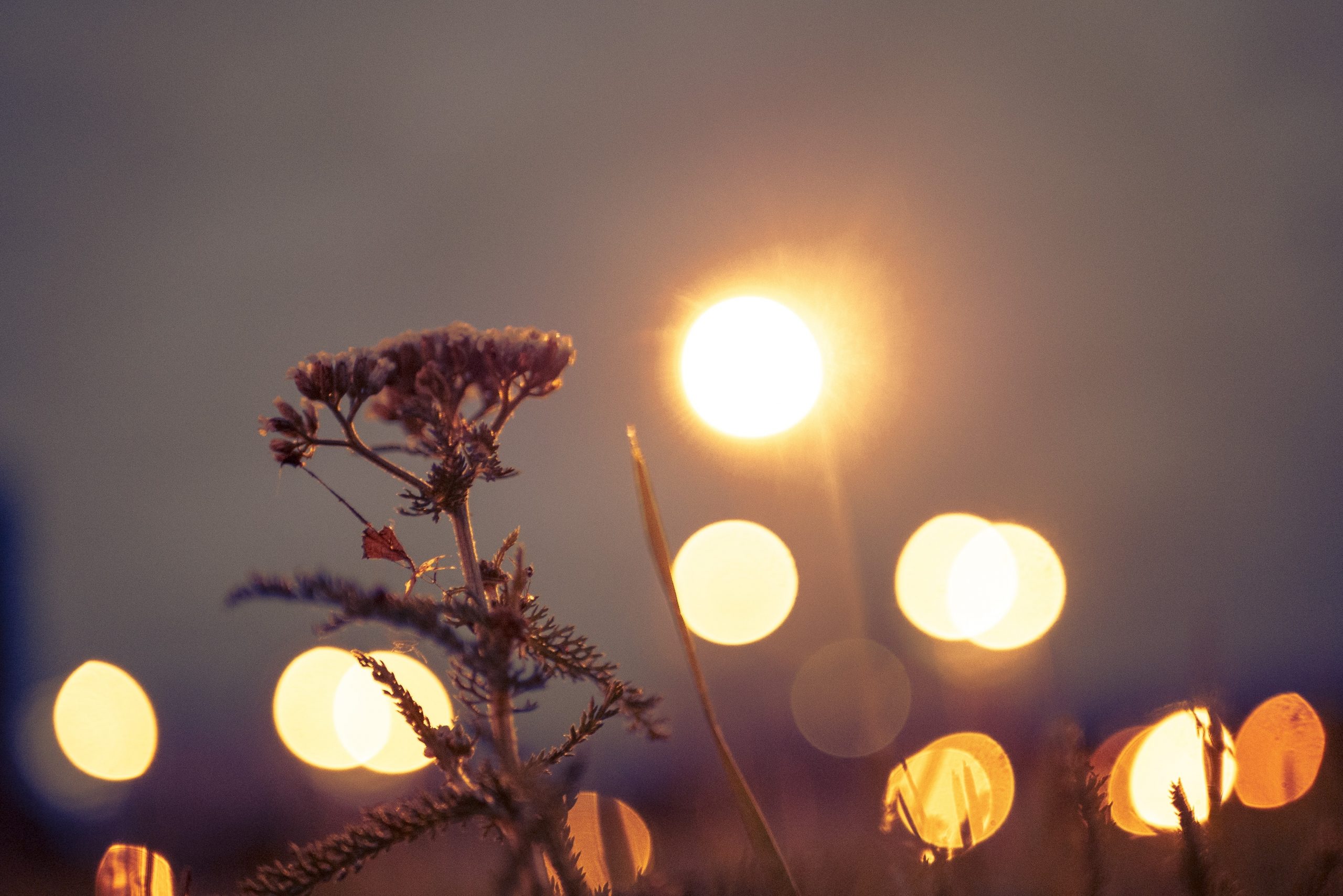 Plant behind lights