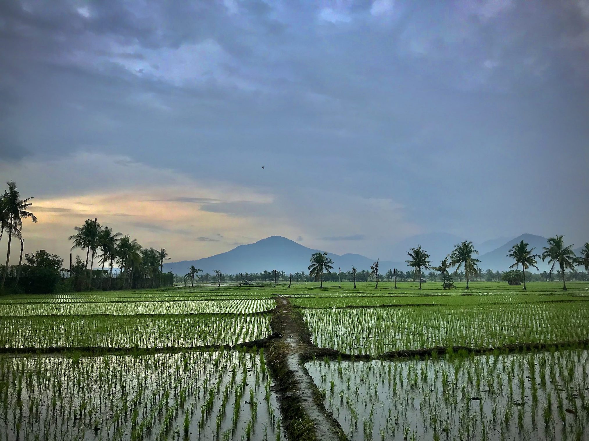 Rom's backyard at Bae