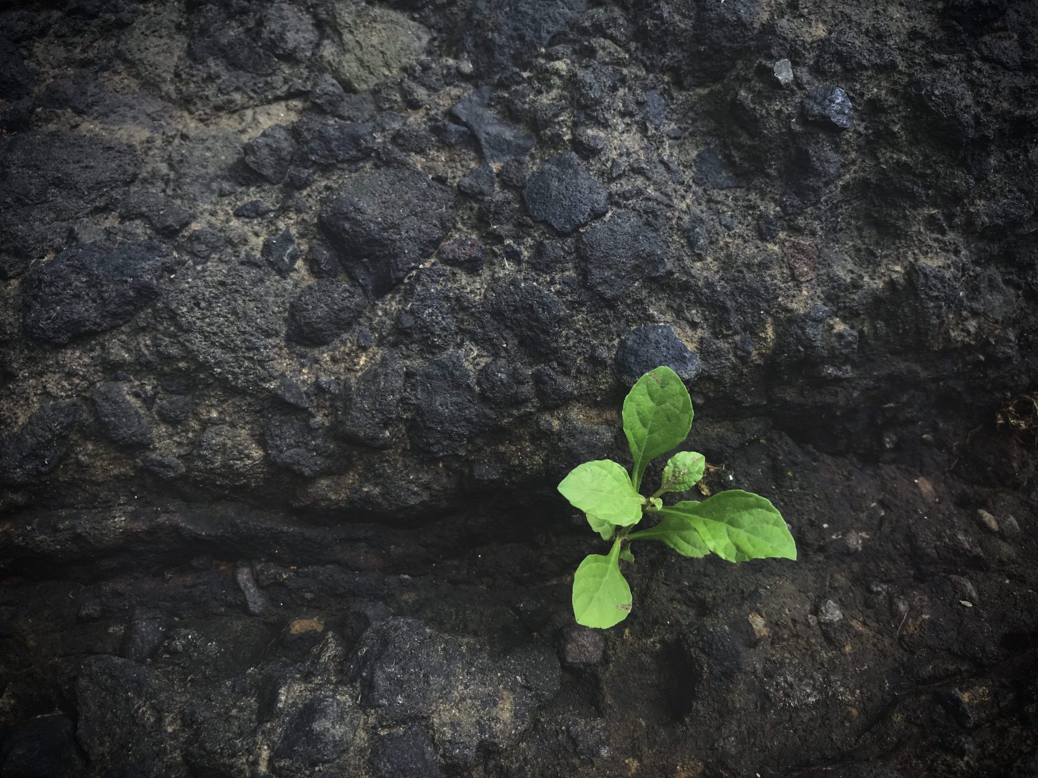 Sprouting plant from the rocks