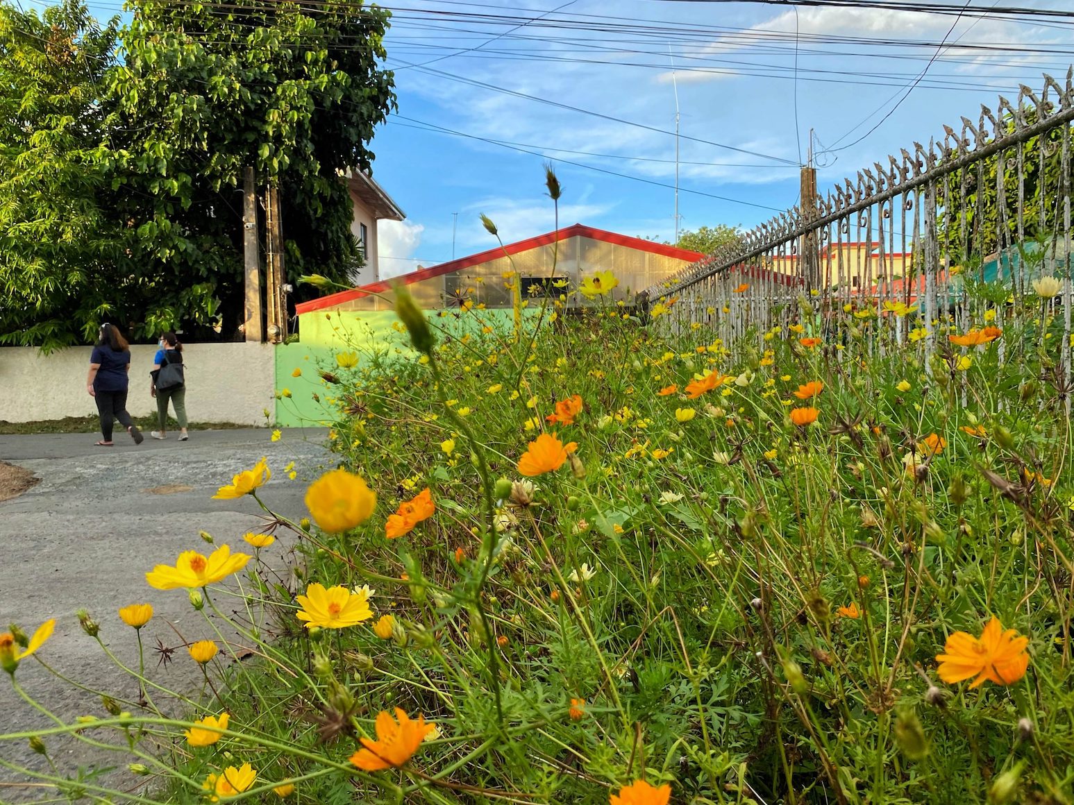 Cosmos flowers at the side of the road