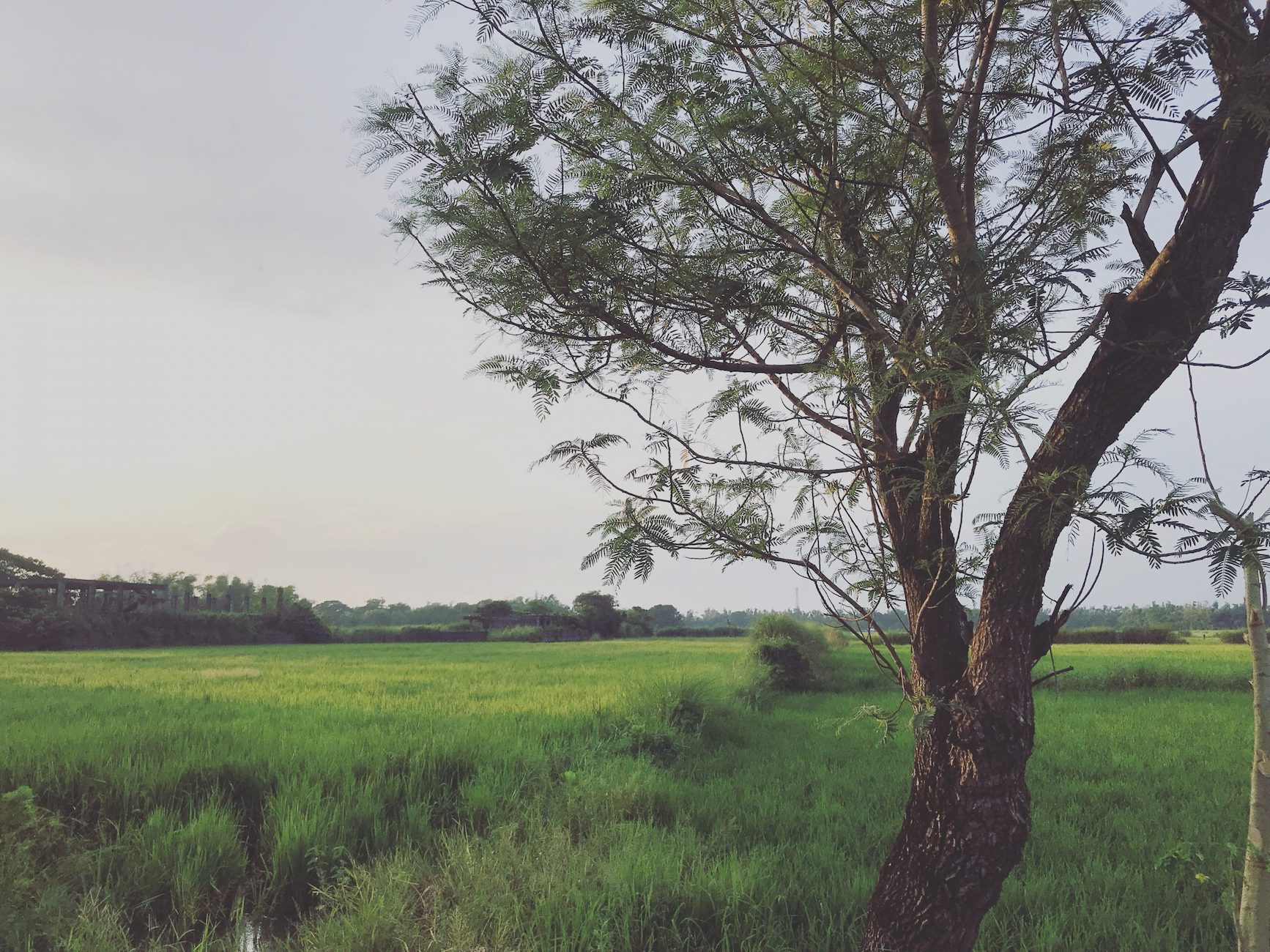 A tree on the fields