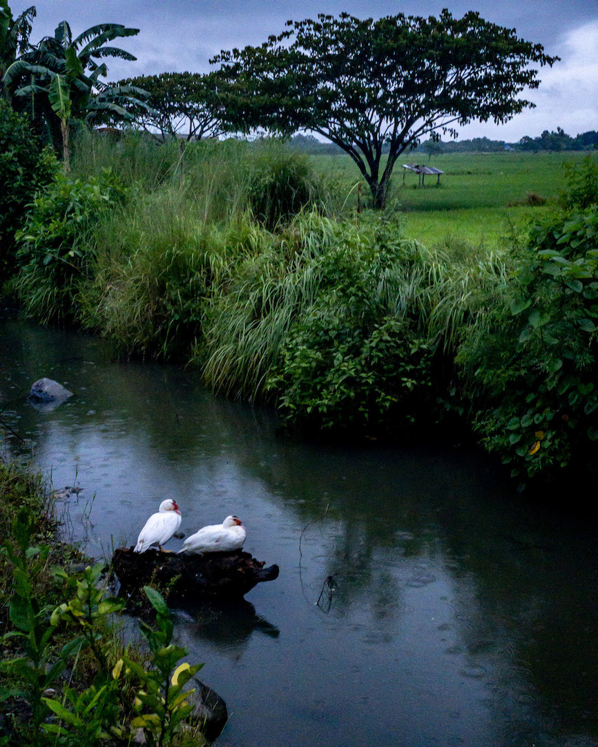 Ducks along the canal