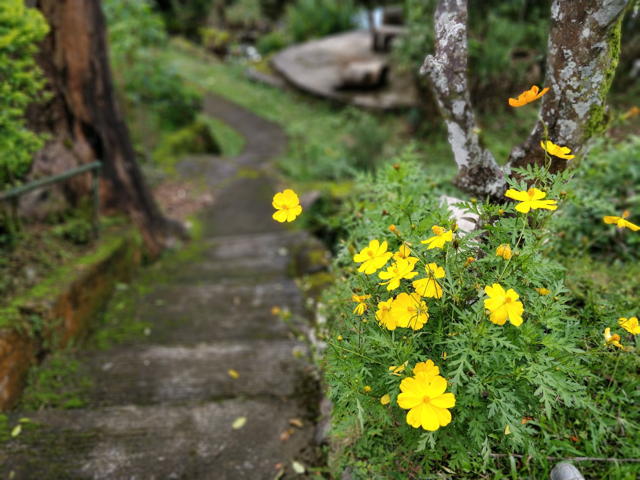 Flowers above a stairs