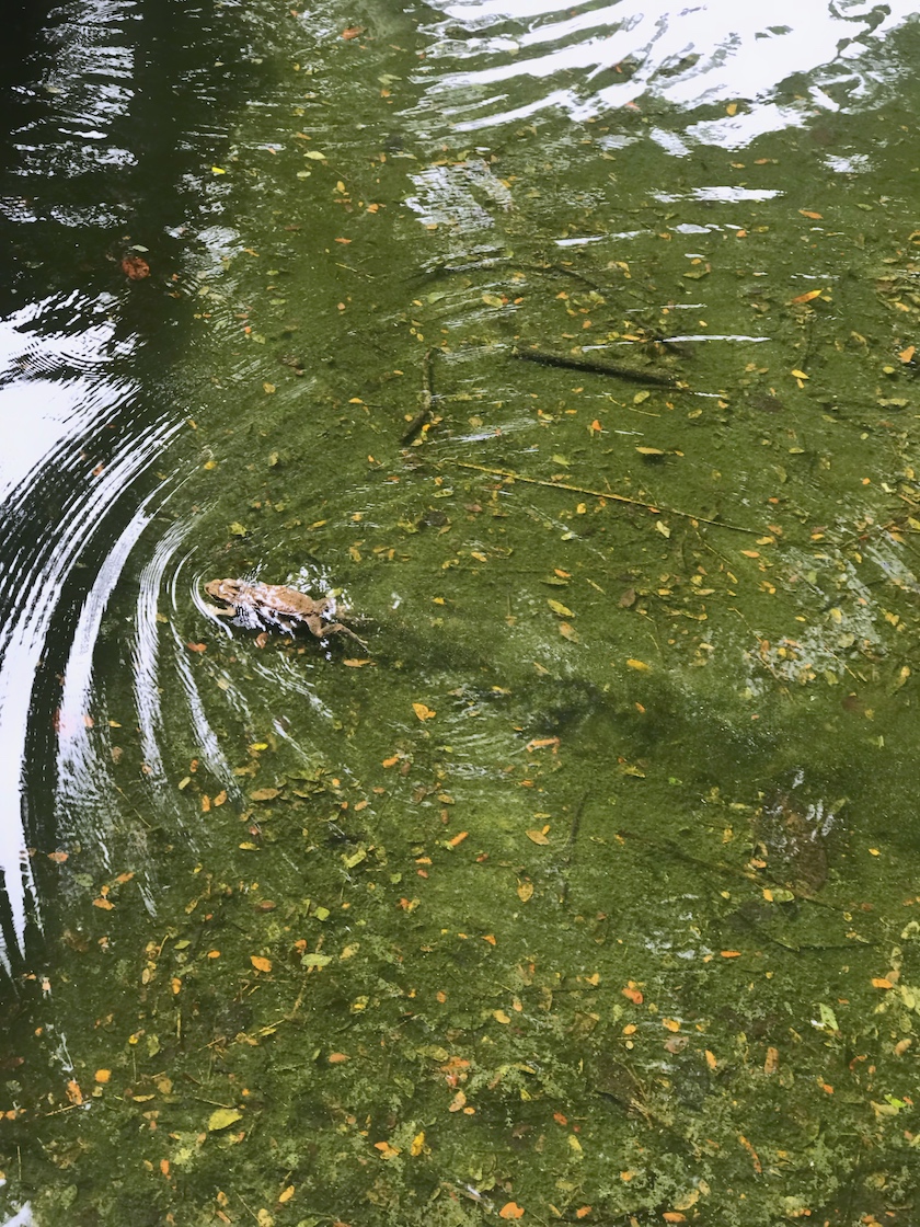 Frogs on greeny water