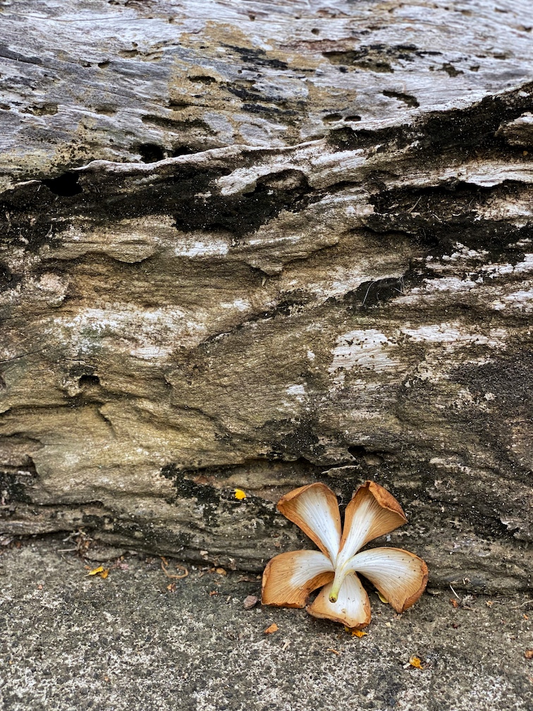 A lone kalachuchi flower