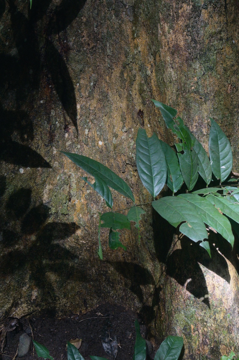 Leaf shadows