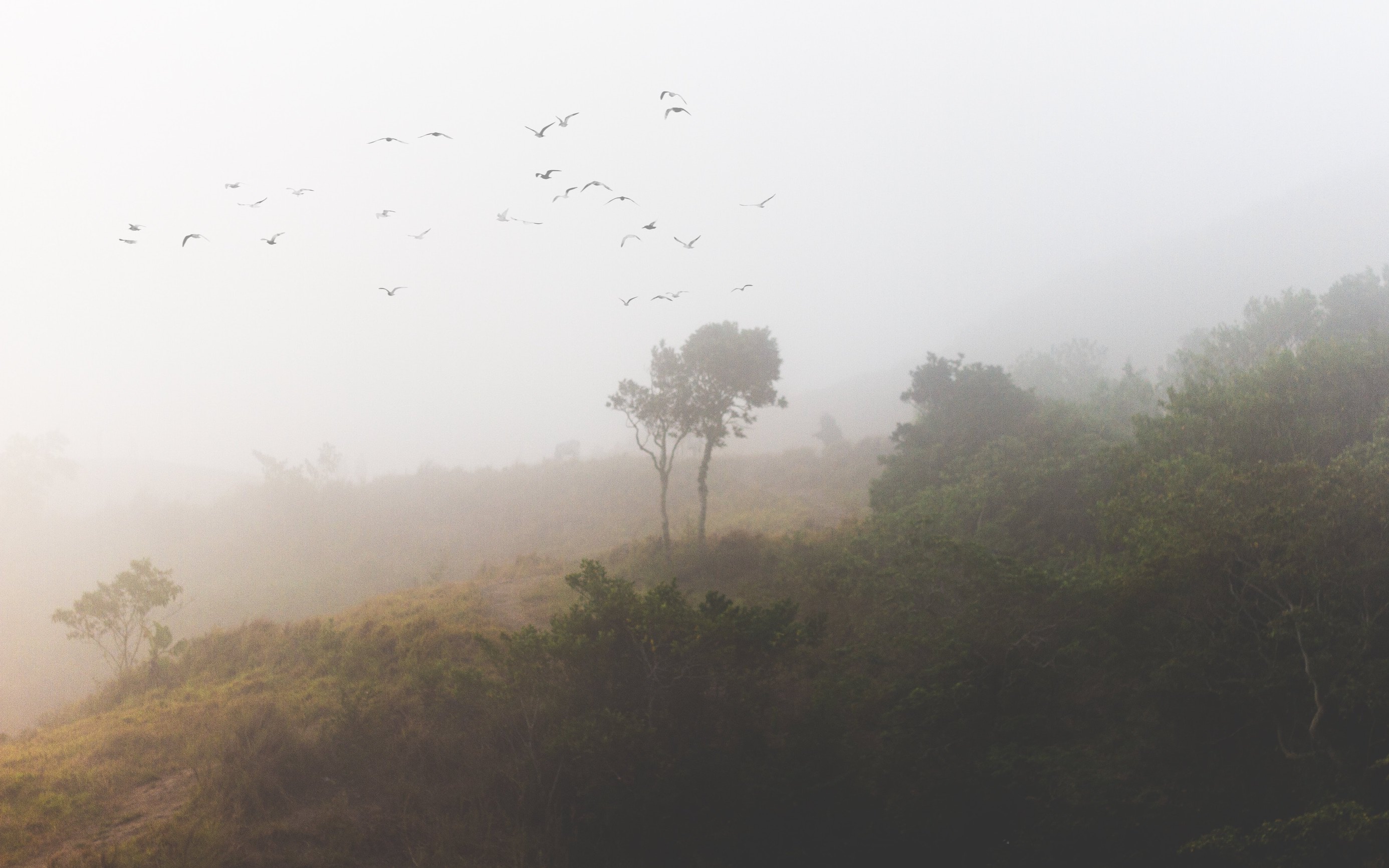 Misty Mountain