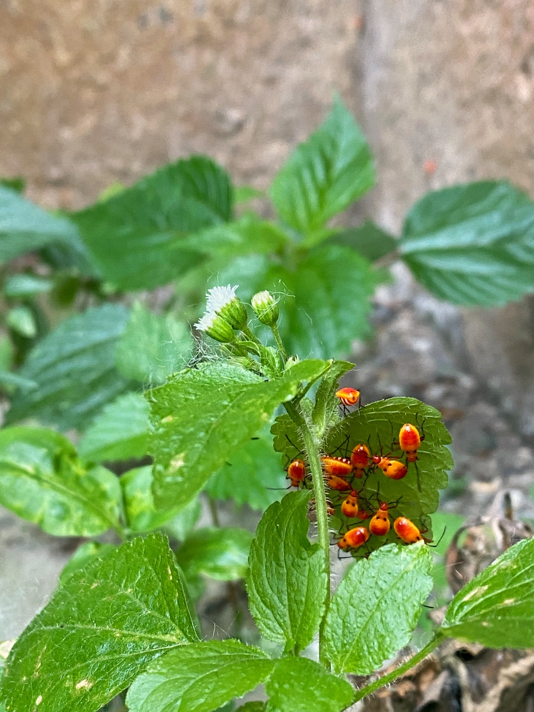 Orange bugs