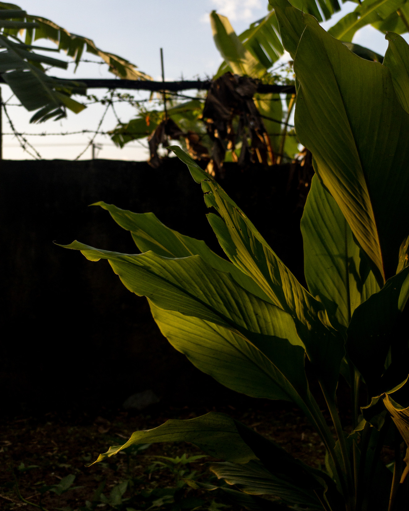 Leaf shadows