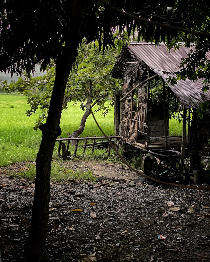 Kubo behind tree