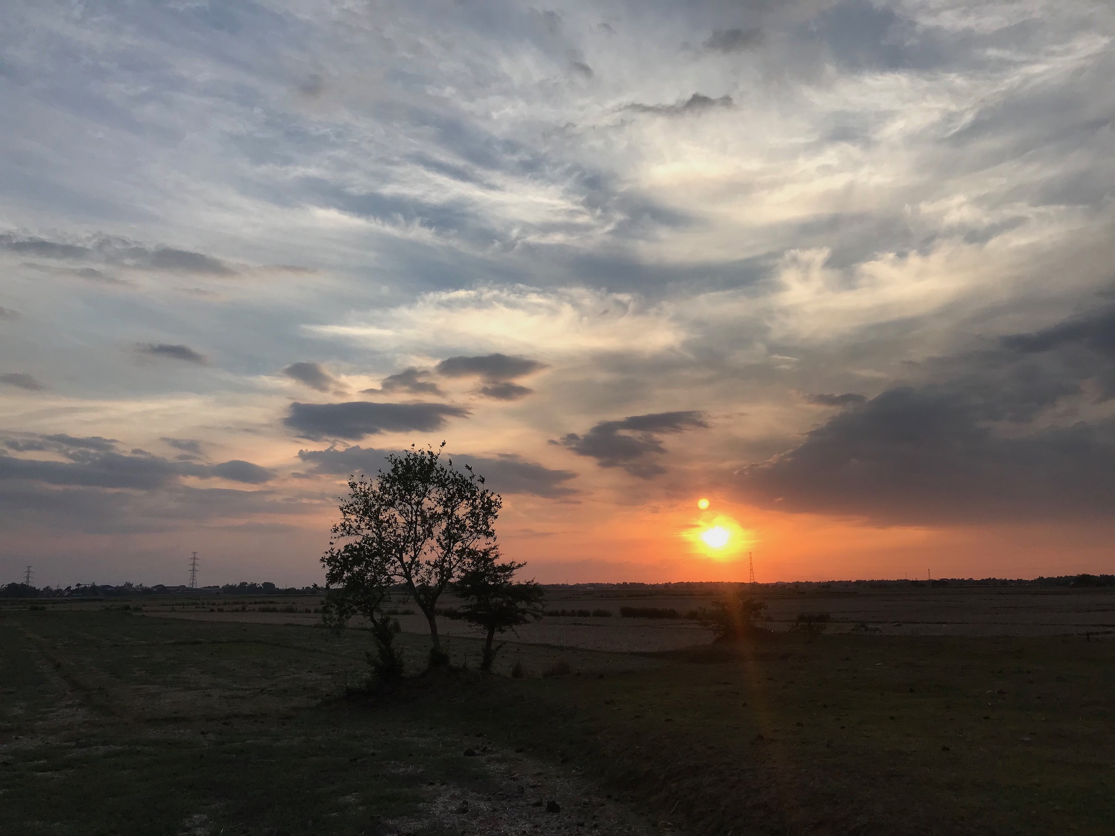 Trees conversing with the sunset