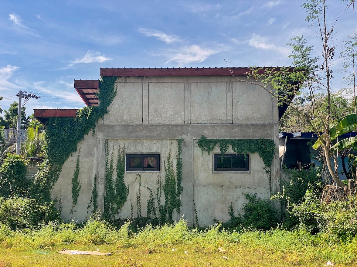 Vines on the back of a house