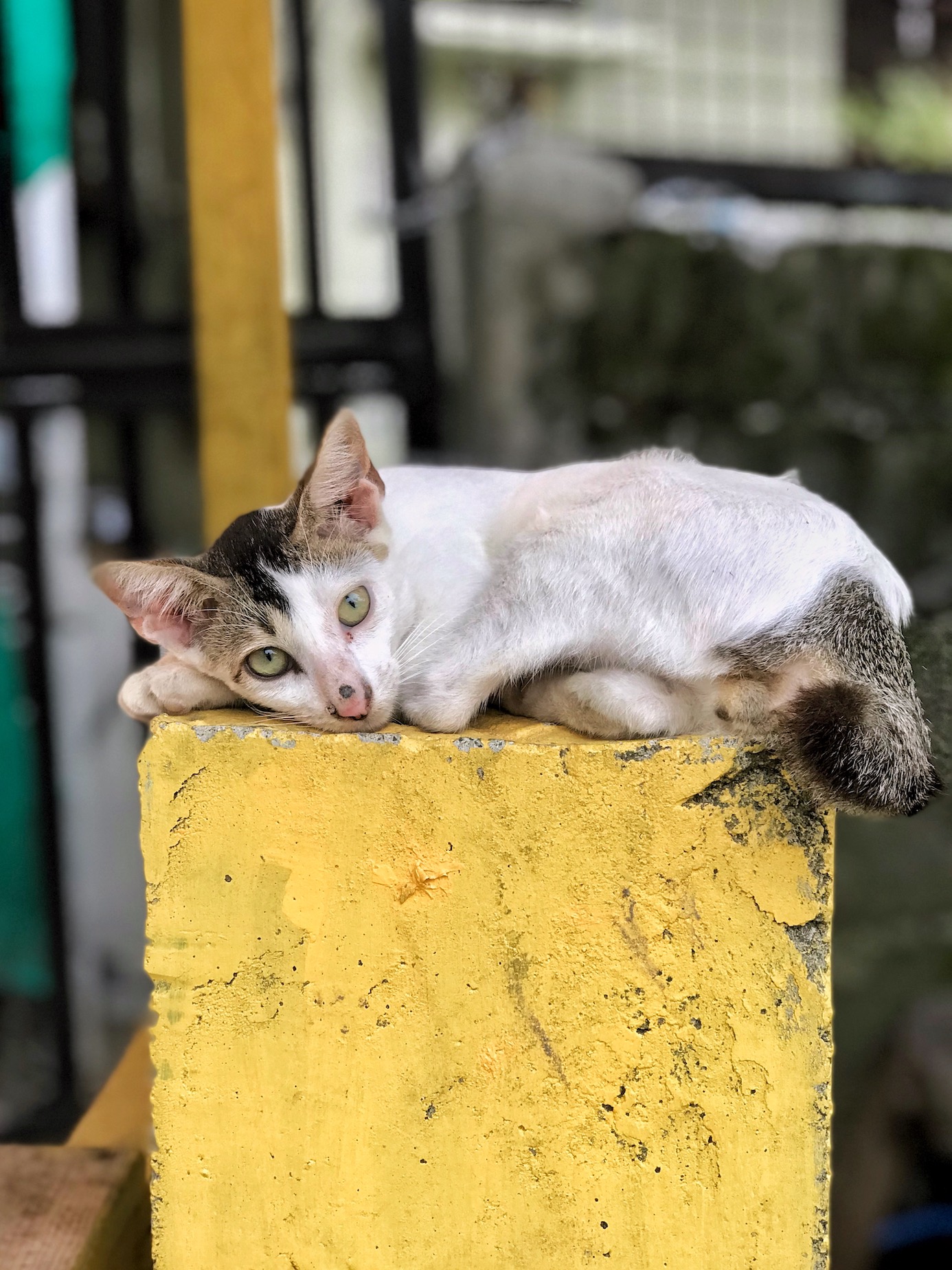 Small cat over a post