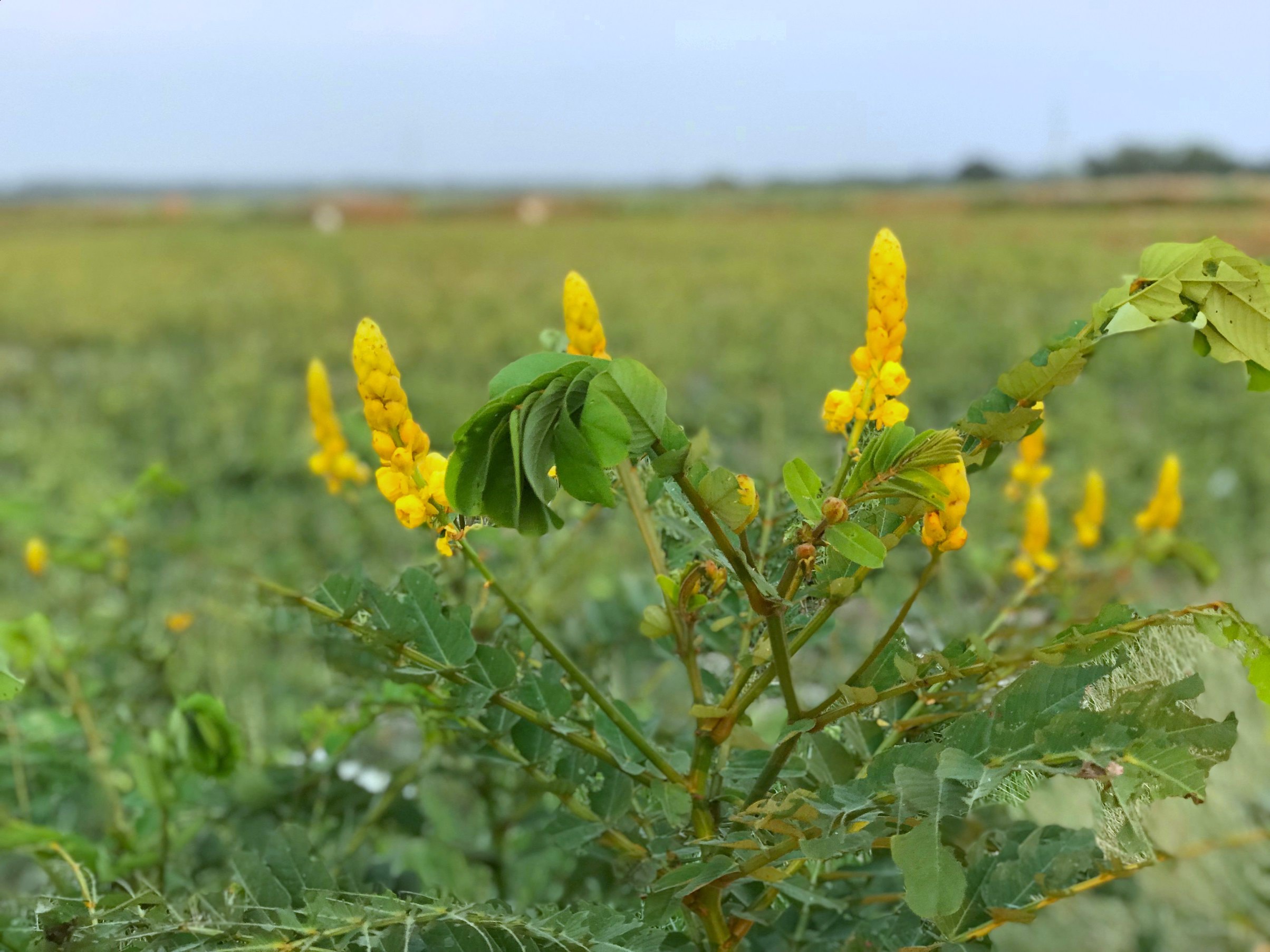 Wild yellow flowers on the field